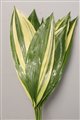 aspidistra variegated